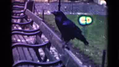 London England (1946): Black Bird Sitting On Bench Outside Across From A Country