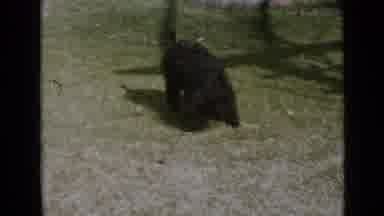 San Diego California USA (1949): A Black Dog Sniffing And Playing And Then Running