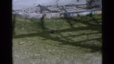 San Diego California USA (1949): The Dog Was Playing With The Ball In The