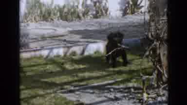 San Diego California USA (1949): Dog Is Playing The Ground