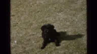 San Diego California USA (1949): Little Black Puppy Lays On Grass Then Gets