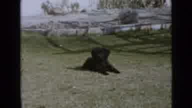 San Diego California USA (1949): Small Black Curly Haired Dog Running Playfully On