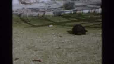 San Diego California USA (1949): Small Dog With Curly Black Fur Excitedly Playing