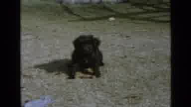 San Diego California USA (1949): Black Dog Barking Sitting On Grass On A Bright
