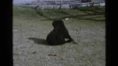 San Diego California USA (1949): Black Dog Scratching Running On Grass On Bright