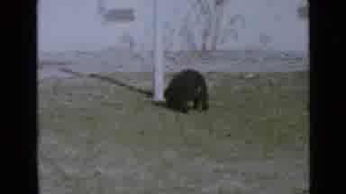 San Diego California USA (1949): The Growth Of The Dog Was Surprisingly Fast Over