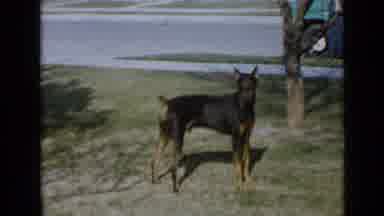 San Diego California USA (1949): Happy Dog Standing Still In A Yard Near The