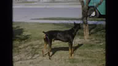 San Diego California USA (1949): Black Seventies Dog With His Severed Sin