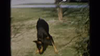 San Diego California USA (1949): Doberman Pinscher On A Leash Playing In Yard Near