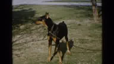 San Diego California USA (1949): Black And Brown Dog On A Leash Is Standing In A