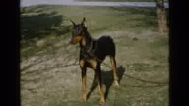 San Diego California USA (1949): Doberman Pincher On Leash In Park On Bright Sunny