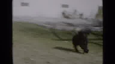 San Diego California USA (1949): Little Black Dog Teases And Taunts Larger Chained