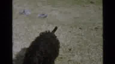 San Diego California USA (1949): A Small Black Dog Sniffing The Ground And Running