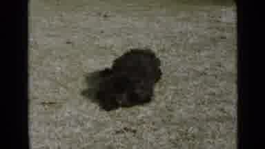 San Diego California USA (1949): A Black Dog Rolling Around In The Grass In A Yard