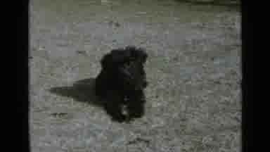 San Diego California USA (1949): A Black Furry Puppy With A Pink Tongue Playing In