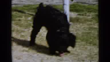 San Diego California USA (1949): Black And Fuzzy Dog Runs Towards Camera After