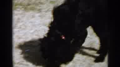 San Diego California USA (1949): A Black Collar Dog Sniffing The Ground And