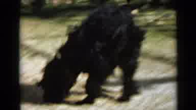 San Diego California USA (1949): Black Medium Large Dog Medium Length Fur Terrier