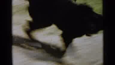 San Diego California USA (1949): Dog Is Frantically Excited To Get Washed By Its