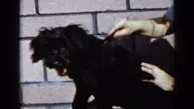 San Diego California USA (1949): A Person Is Combing A Black Dogs Back