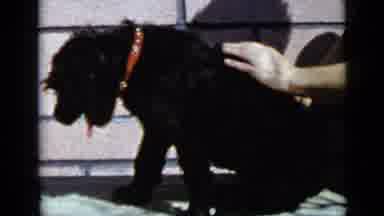 San Diego California USA (1949): Black Medium Sized Dog Being Stroked And Lying