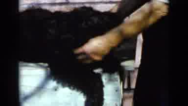 San Diego California USA (1949): Dog Grooming A Poodle