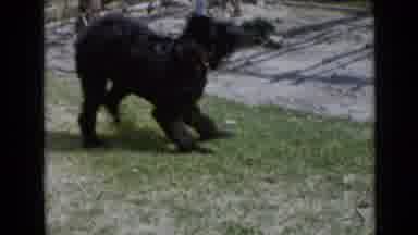 San Diego California USA (1949): Small Black Dog Playing At The Yard And Close Up