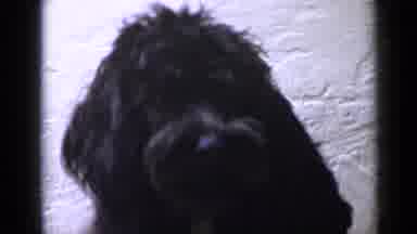 San Diego California USA (1949): Black Dog Itching And Wagging His Tail