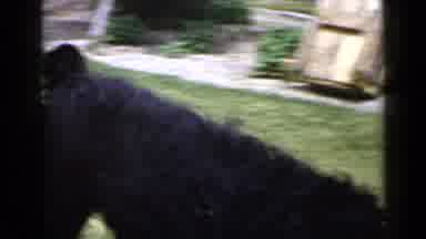 San Diego California USA (1949): Camera Shows Dog Running Through Yard Afterward
