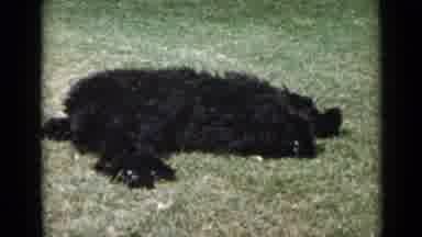 San Diego California USA (1949): Our Beautiful Black Dog Playing On The Lawn Of