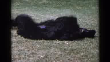 San Diego California USA (1949): A Dog Rolls On Grass In A Park Or Garden