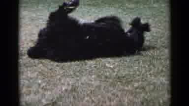 San Diego California USA (1949): A Small Black Dog Filmed While Playing In The
