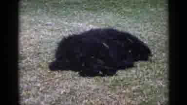 San Diego California USA (1949): Playful Fluffy Black Dog Playing In The Grass