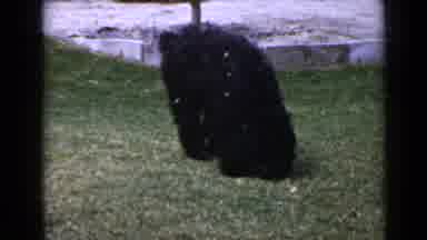 San Diego California USA (1949): Fluffy Dog Sniffs Walks Wiggles Outside Bathroom