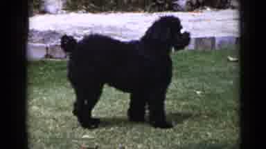 San Diego California USA (1949): Bushy Uncut Large Black Poodle Dog Falling Down