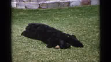 San Diego California USA (1949): Small Dog With Curly Black Fur Gleefully Rolling