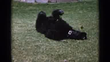 San Diego California USA (1949): Black Dog With Collar On Neck Having Nightmares