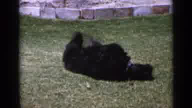 San Diego California USA (1949): Black Dog Rolling Around In The Yard And Getting