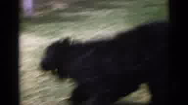 San Diego California USA (1949): Black Small Dog