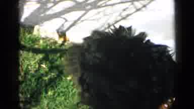 San Diego California USA (1949): A Black Dog With Curly Hair In A Yard Panting And