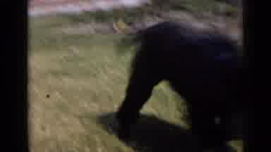 San Diego California USA (1949): Black Dog Happy Running Tongue Grass Sniffing