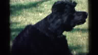 San Diego California USA (1949): Black Dog In The Field With Tail Raised Up