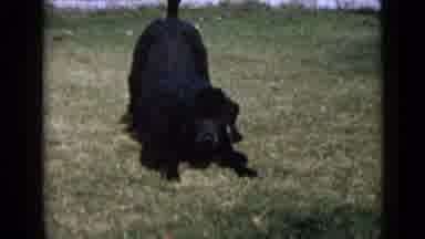 San Diego California USA (1949): Dog Play Grass House Moments