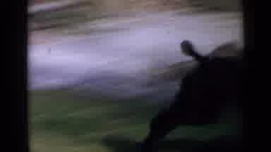 San Diego California USA (1949): Black Dog Running Circles Yard