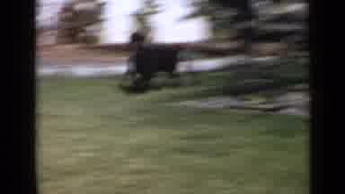 San Diego California USA (1949): Old Footage Of A Black Dog Running Through A