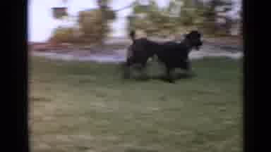 San Diego California USA (1949): Large Black Poodle Dog Running Circles In Yard