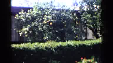 San Diego California USA (1949): Tranquil Backyard With Lemon Trees Fences Suburbs