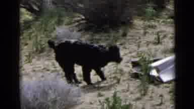 San Diego California USA (1949): Black Terrier Dog Looking Happy At A House