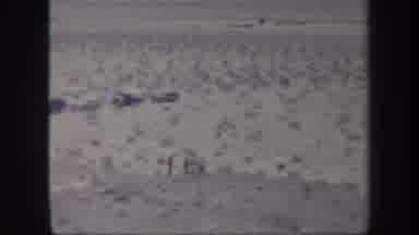Arizona USA (1957): Group Of People In The Fields Alongside A Line Of Vehicles