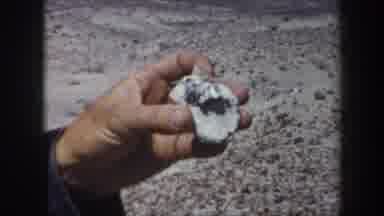 Arizona USA (1957): People Looking For Objects Possibly Shells In The Desert Or